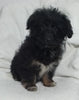 Mini Aussiepoo For Sale Fredericksburg OH Female-Hope