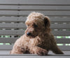 Toy Poodle For Sale Wooster OH Female-Dawn