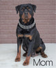 AKC Registered Rottweiler For Sale Sugarcreek, OH Male- Brutus