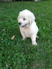 AKC Registered English Creme Golden Retriever For Sale Fredericksburg OH Female- Snowey