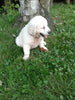 AKC Registered English Creme Golden Retriever For Sale Fredericksburg OH Male- Fritz