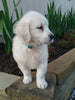 AKC Registered English Creme Golden Retriever For Sale Fredericksburg OH Female- Sheela