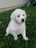 AKC Registered English Creme Golden Retriever For Sale Fredericksburg OH Female- Sheela