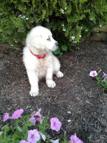 AKC Registered English Creme Golden Retriever For Sale Fredericksburg OH Female- Reba