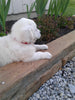 AKC Registered English Creme Golden Retriever For Sale Fredericksburg OH Female- Reba