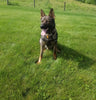 AKC Registered German Shepherd For Sale Millersburg OH Male- Sarge