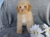 Cockapoo Puppy For Sale Millersburg, OH Male- Munchkin