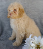 Cockapoo Puppy For Sale Millersburg, OH Male- Munchkin