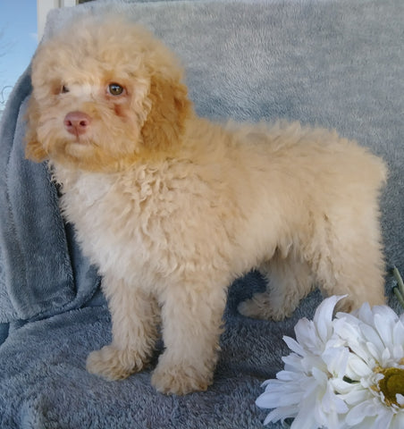 Cockapoo Puppy For Sale Millersburg, OH Male- Munchkin