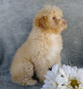 Cockapoo Puppy For Sale Millersburg, OH Male- Munchkin