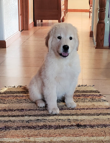 AKC Registered Golden Retriever For Sale Sugarcreek, OH Male - Bubbles