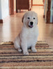 AKC Registered Golden Retriever For Sale Sugarcreek, OH Male - Bubbles