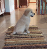 AKC Registered Golden Retriever For Sale Sugarcreek, OH Male - Bubbles