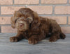 Mini Labradoodle For Sale Millersburg, OH Female- Samantha