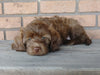 Mini Labradoodle For Sale Millersburg, OH Female- Samantha