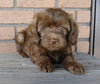 Mini Labradoodle For Sale Millersburg, OH Female- Samantha