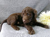 F1B Medium Labradoodle For Sale Millersburg, OH Female- Princess