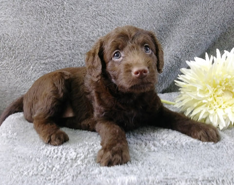 F1B Medium Labradoodle For Sale Millersburg, OH Female- Princess