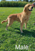 AKC Registered Golden Retriever For Sale Fredericksburg, OH Male- Biscuit