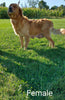 AKC Registered Golden Retriever For Sale Fredericksburg, OH Female- Betsy