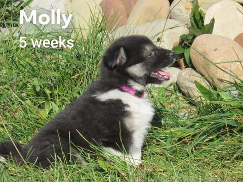 Border Collie For Sale Fredericksburg, OH Female- Molly