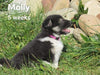 Border Collie For Sale Fredericksburg, OH Female- Molly