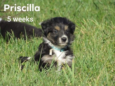 Border Collie For Sale Fredericksburg, OH Female- Priscilla
