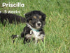Border Collie For Sale Fredericksburg, OH Female- Priscilla