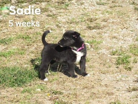 Border Collie For Sale Fredericksburg, OH Female- Sadie