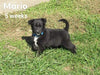 Border Collie For Sale Fredericksburg, OH Male- Mario
