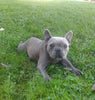 AKC Registered French Bulldog For Sale Danville OH Male-Vasko CHRISTMAS SPECIAL