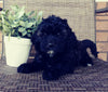 Mini Labradoodle For Sale Millersburg, OH Female- Lady