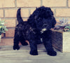 Mini Labradoodle For Sale Millersburg, OH Female- Lady