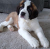 AKC Registered Saint Bernard For Sale Sugarcreek OH Female-Cece