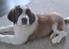 AKC Registered Saint Bernard For Sale Sugarcreek OH Female-Cece
