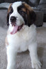 AKC Registered Saint Bernard For Sale Sugarcreek OH Female-Cece