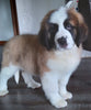 AKC Registered Saint Bernard For Sale Sugarcreek OH Female-Piper
