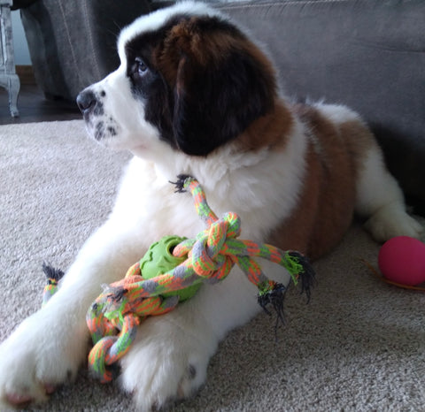 AKC Registered Saint Bernard For Sale Sugarcreek OH Female-Remi