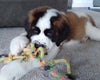 AKC Registered Saint Bernard For Sale Sugarcreek OH Female-Remi