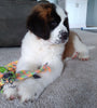 AKC Registered Saint Bernard For Sale Sugarcreek OH Female-Remi
