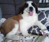 AKC Registered Saint Bernard For Sale Sugarcreek OH Female-Stella