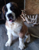 AKC Registered Saint Bernard For Sale Sugarcreek OH Male-Brutus