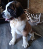 AKC Registered Saint Bernard For Sale Sugarcreek OH Male-Brutus