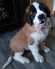 AKC Registered Saint Bernard For Sale Sugarcreek OH Male-Brutus