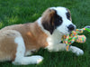 AKC Registered Saint Bernard For Sale Sugarcreek OH Female-Stella