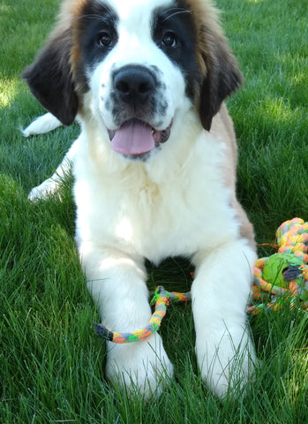 AKC Registered Saint Bernard For Sale Sugarcreek OH Female-Stella