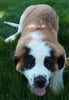 AKC Registered Saint Bernard For Sale Sugarcreek OH Female-Stella