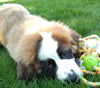 AKC Registered Saint Bernard For Sale Sugarcreek OH Female-Piper