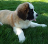 AKC Registered Saint Bernard For Sale Sugarcreek OH Female-Piper