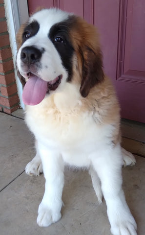 AKC Registered Saint Bernard For Sale Sugarcreek OH Female-Piper